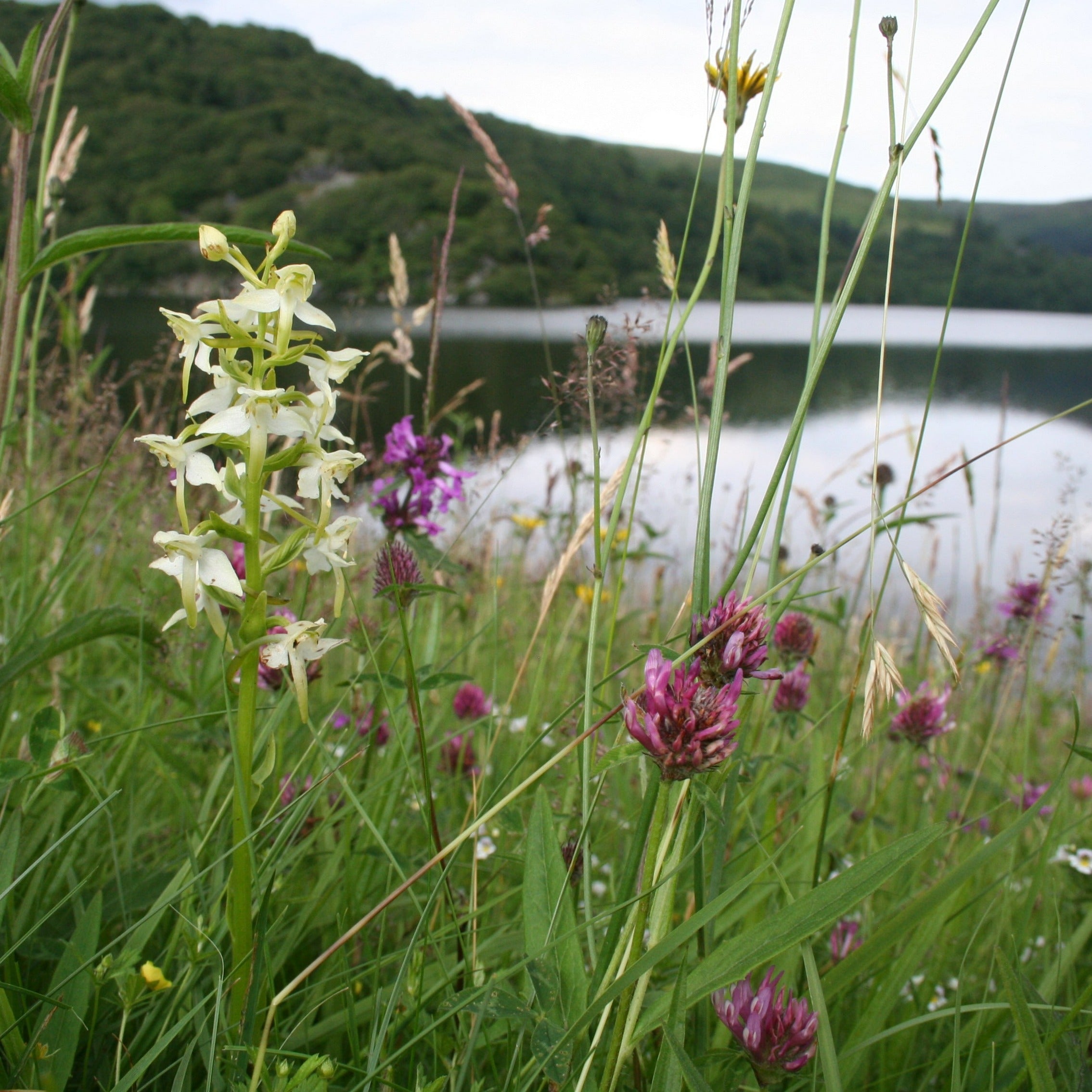 Adopt a flower - Greater butterfly orchid