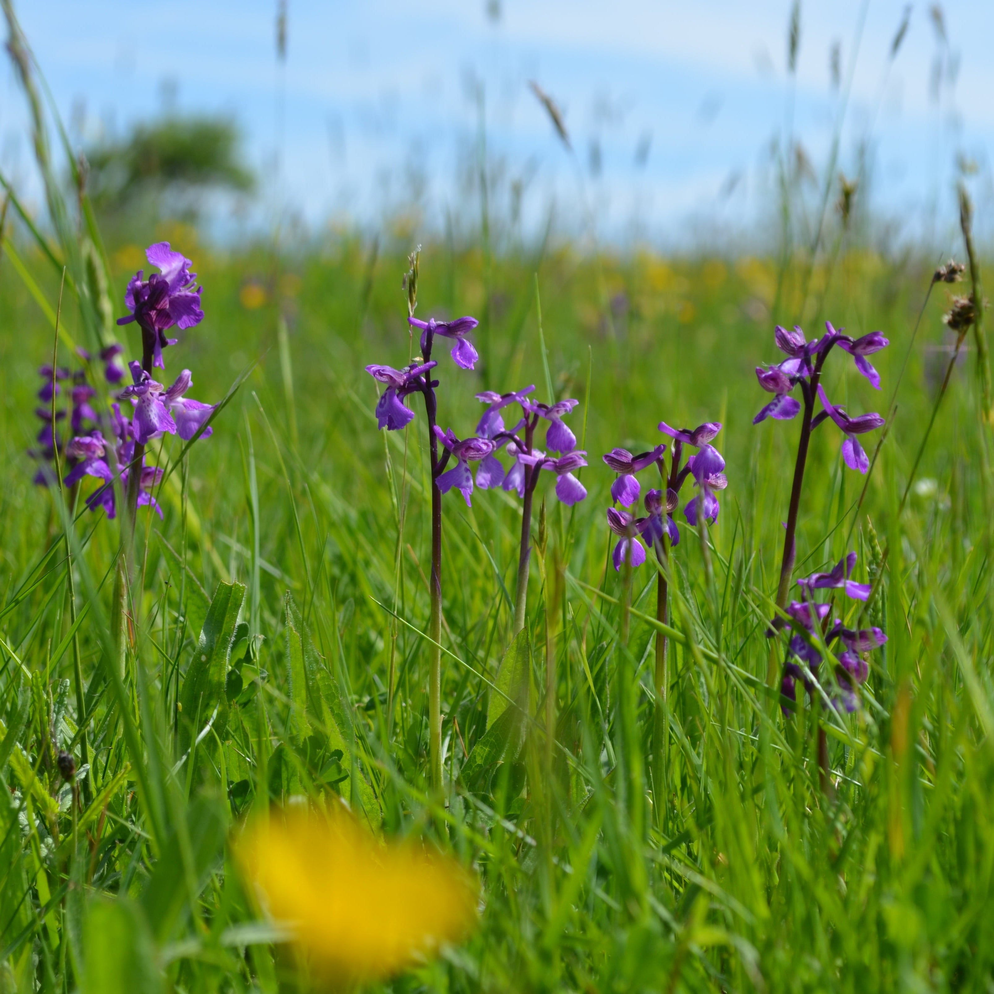 Green winged orchids 