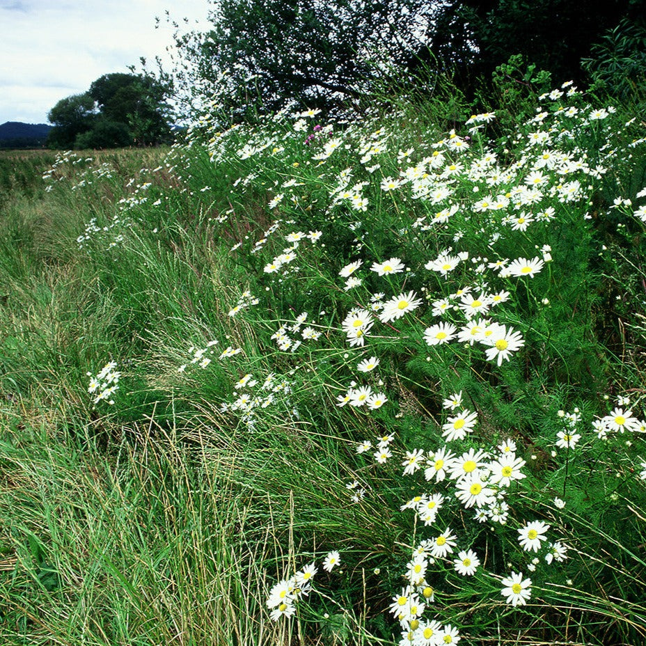 Adopt a Reserve: Lugg Meadow in Herefordshire