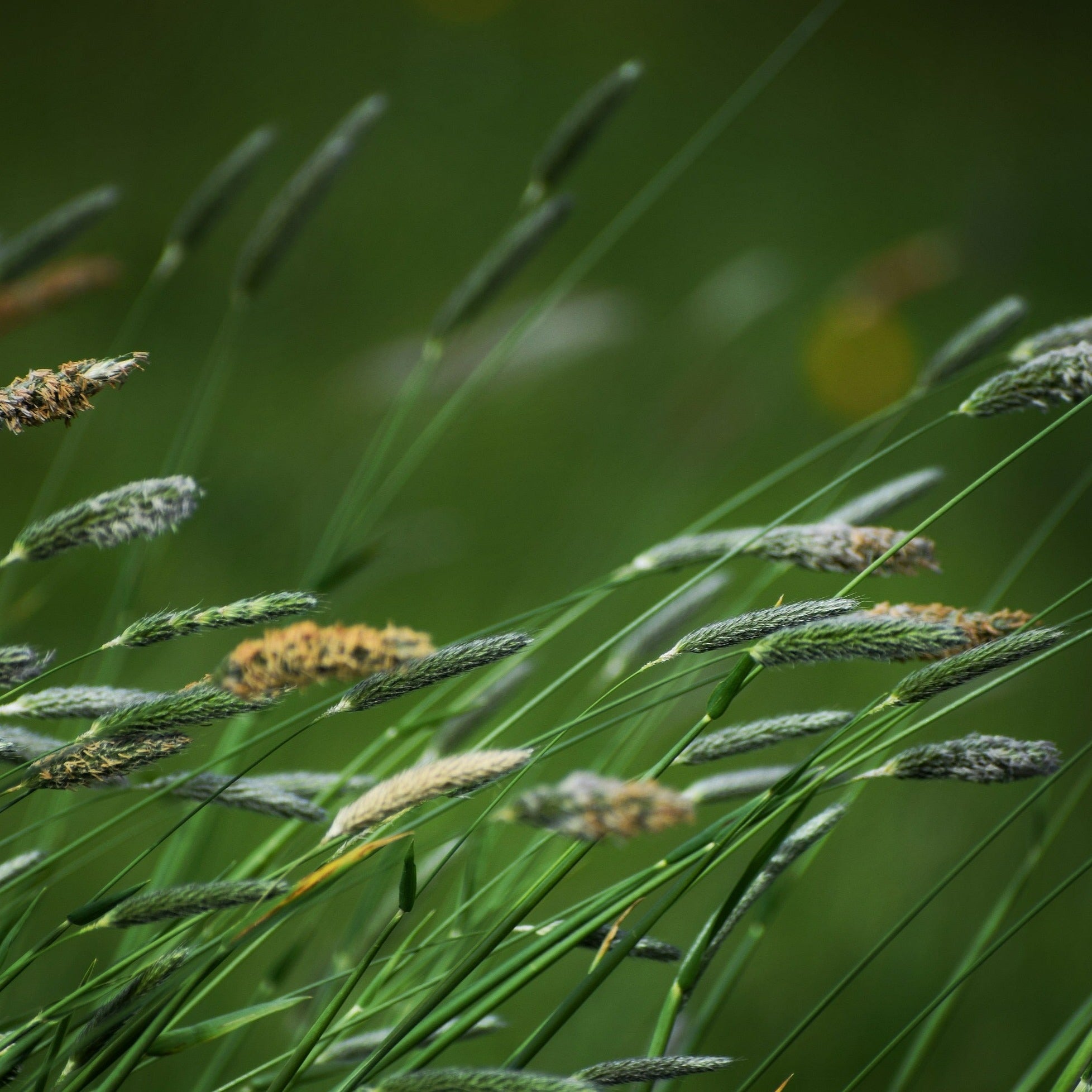Grasses in the breeze at Skylark Meadow