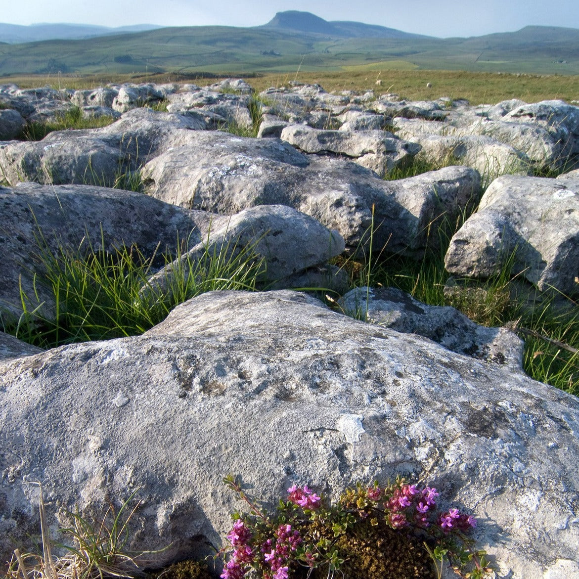 Adopt an Acre: Winskill Stones, North Yorkshire