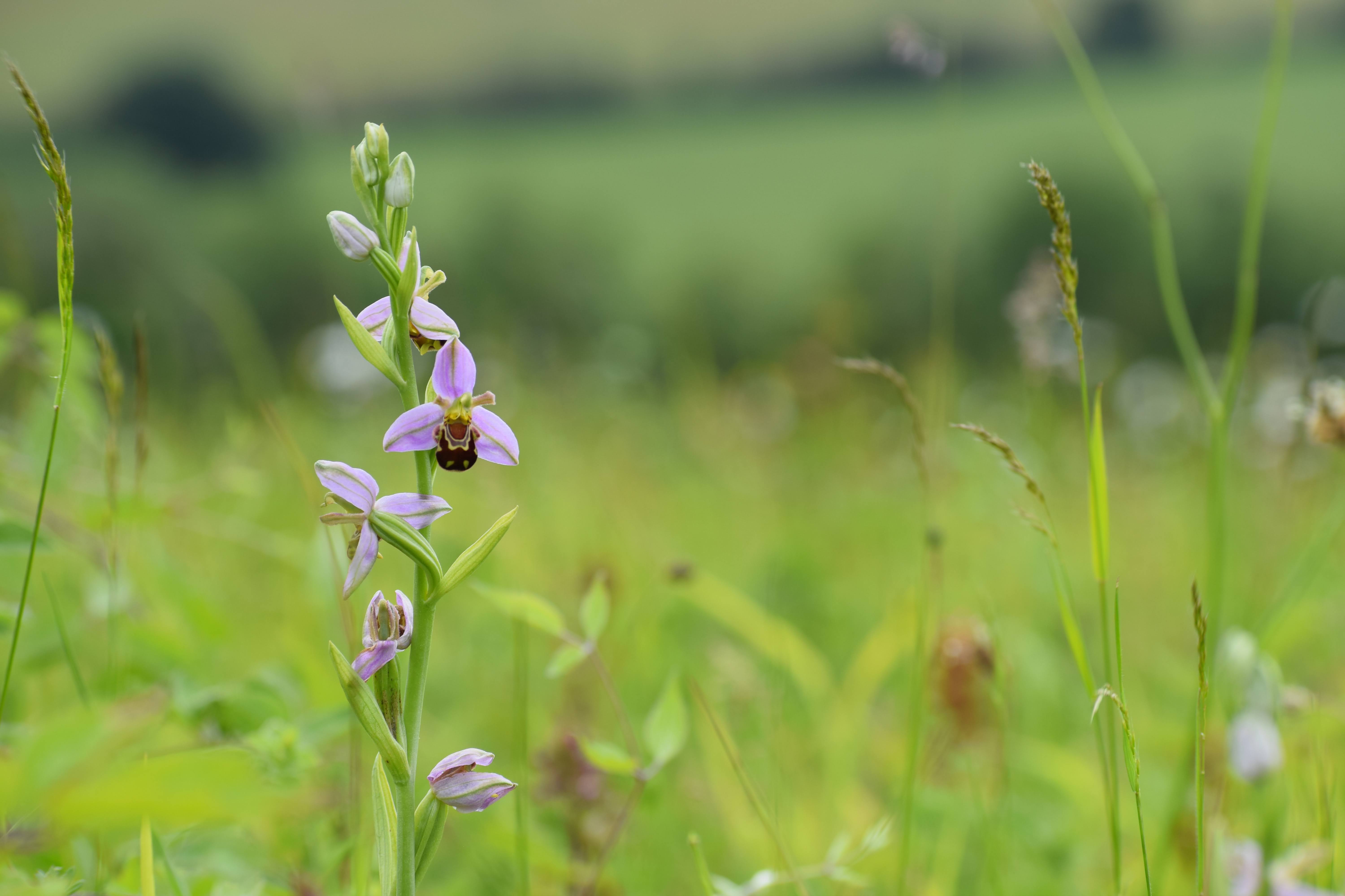 Individual Membership