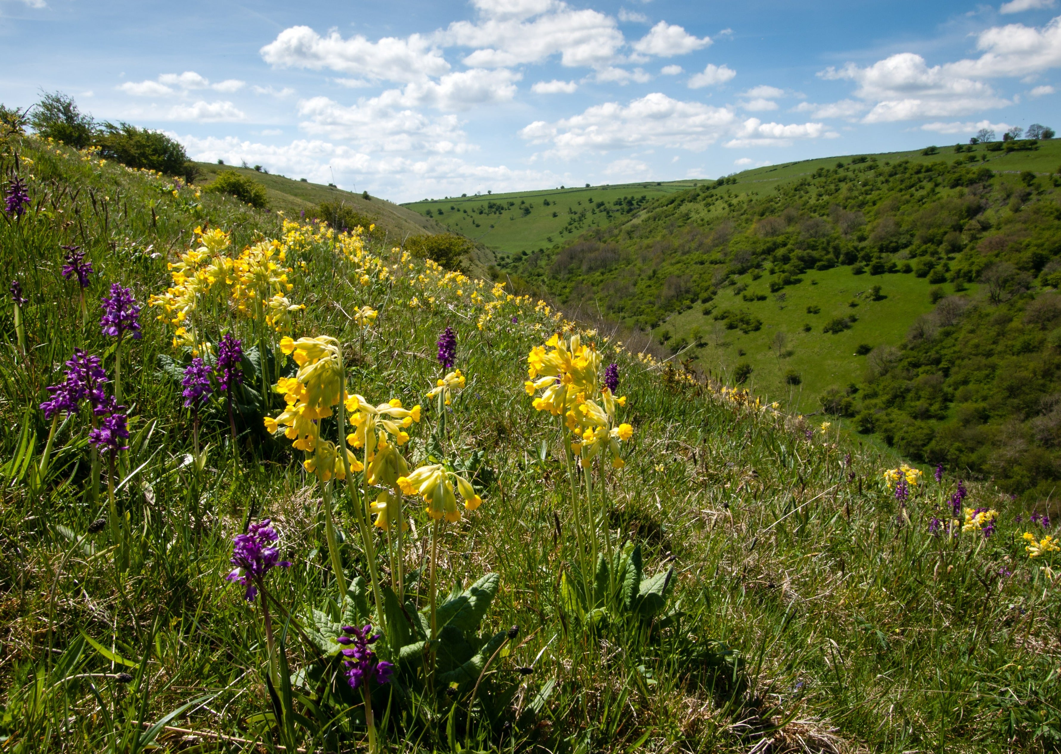 Deep Dale Nature Reserve
