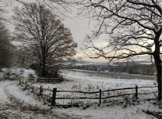 Christmas Cards: Ranscombe Farm Nature Reserve & Frosty Common Hogweed Twin Pack