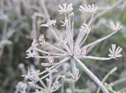 Christmas Cards: Ranscombe Farm Nature Reserve & Frosty Common Hogweed Twin Pack