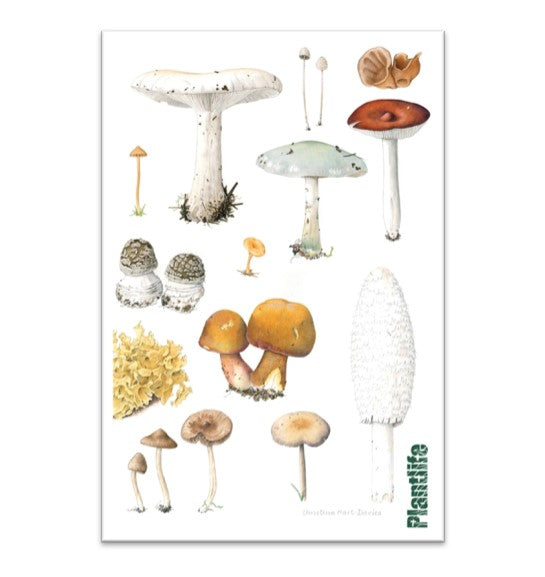 Mushroom Kitchen Tea Towels