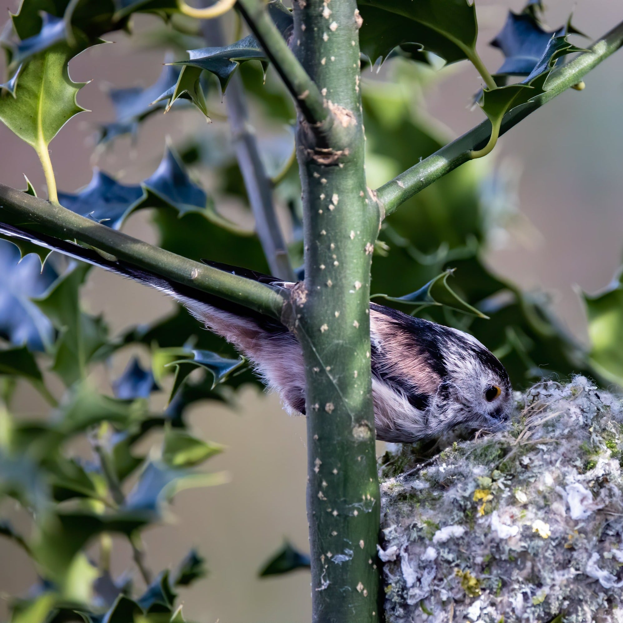Long tailed tit builds nest using lichens