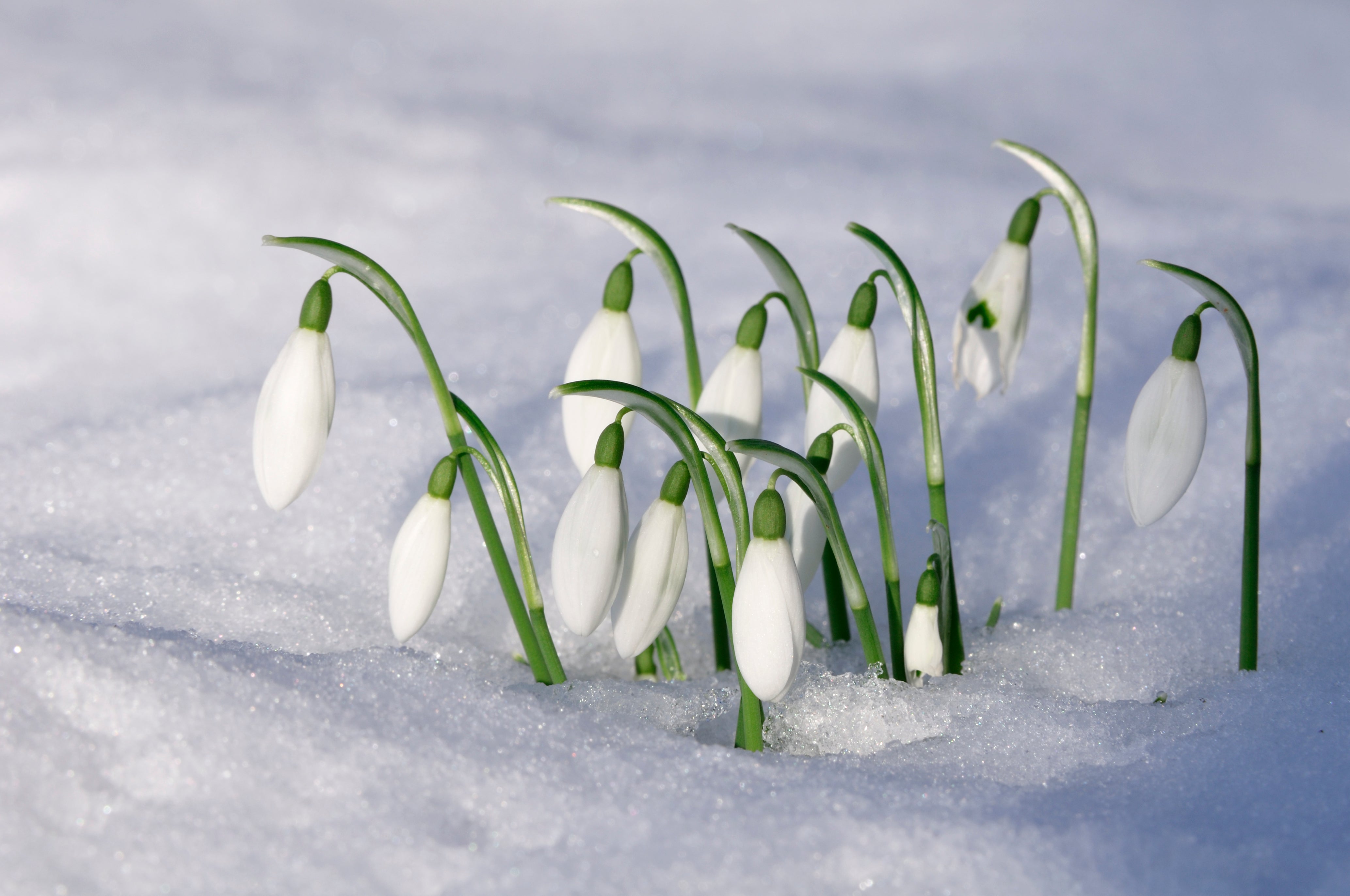 Christmas Cards: Hawthorn and Snowdrop Twin Pack