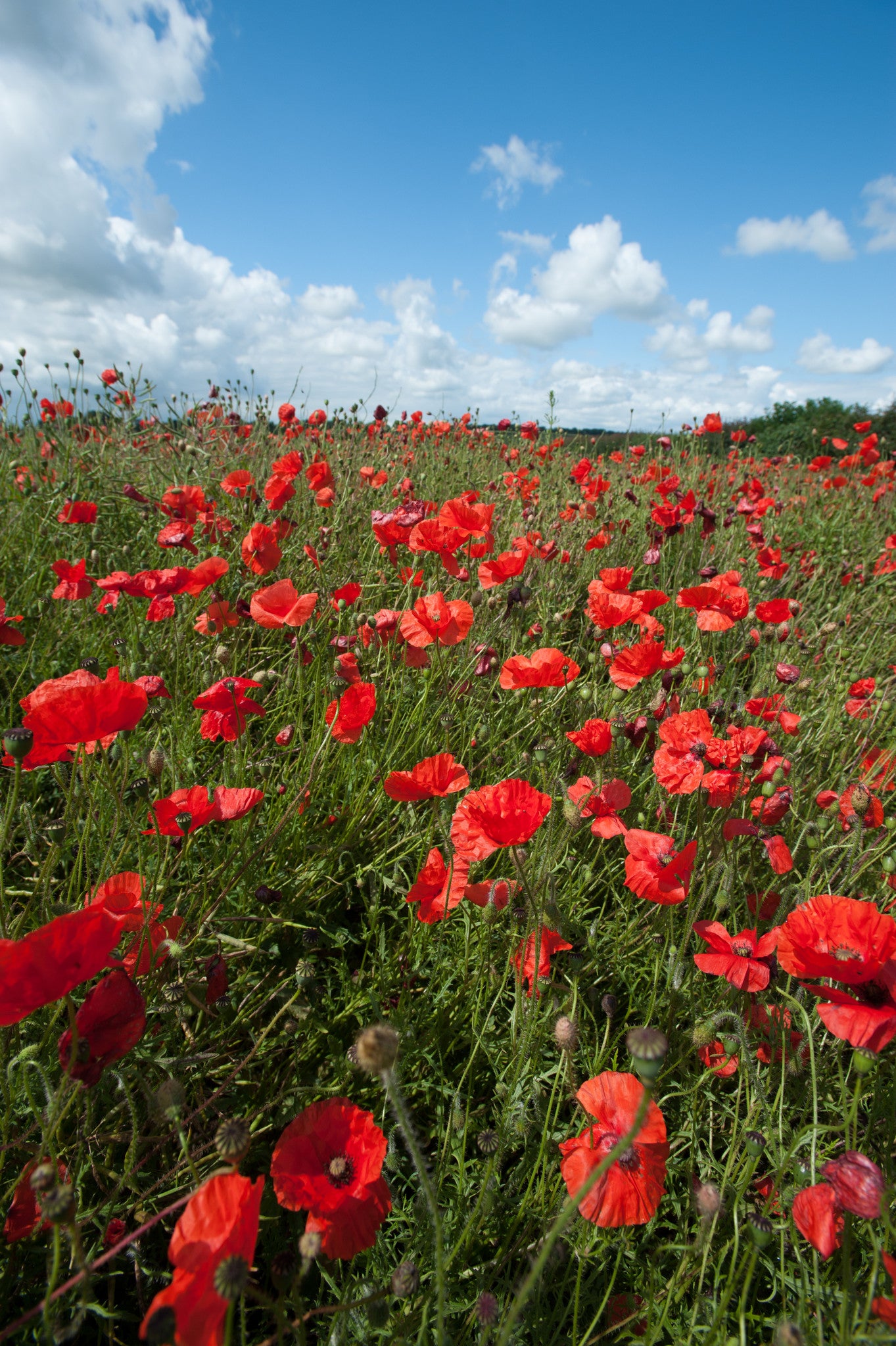 In Memoriam Plaque - Ranscombe Poppy Field