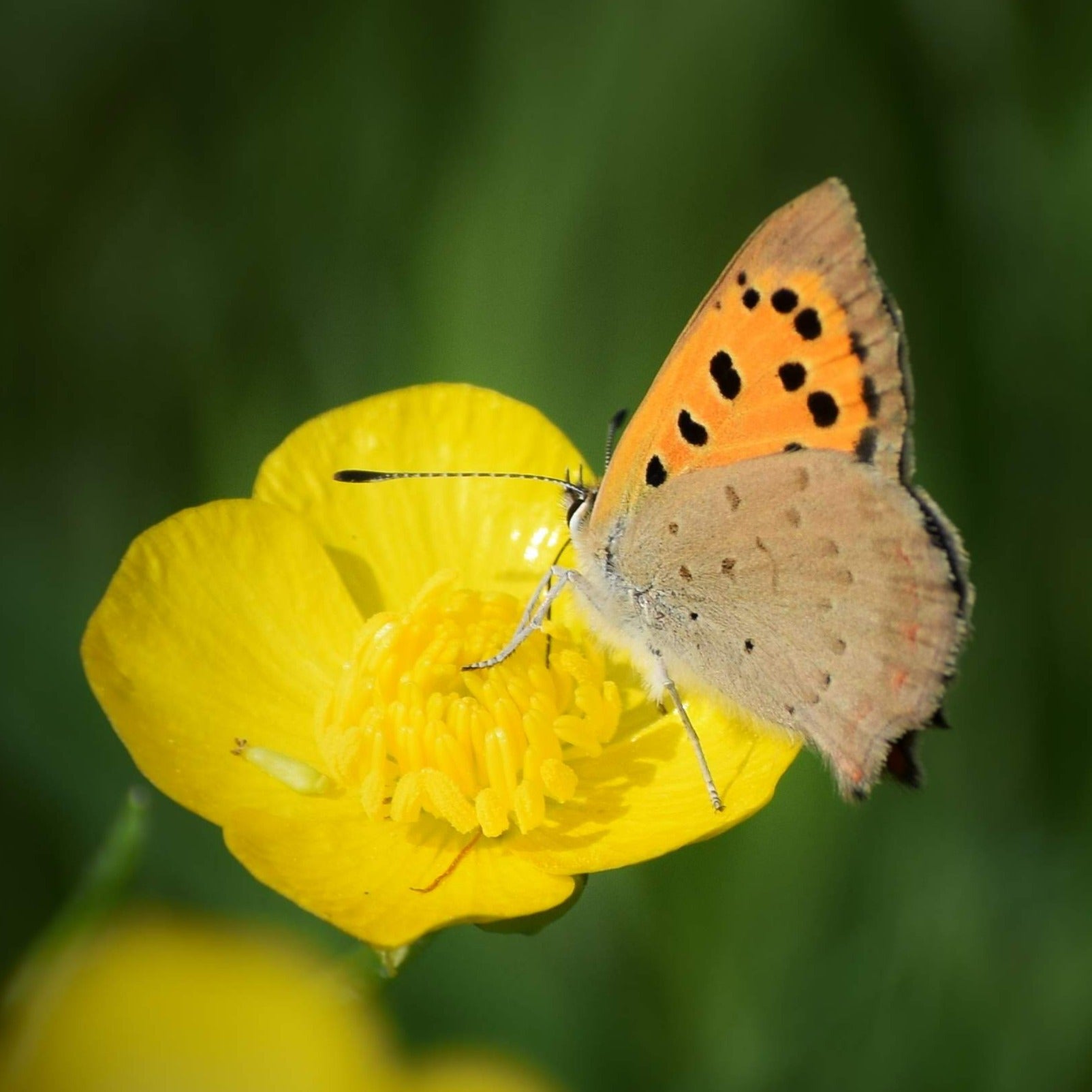 Small copper butterfly at skylark meadows