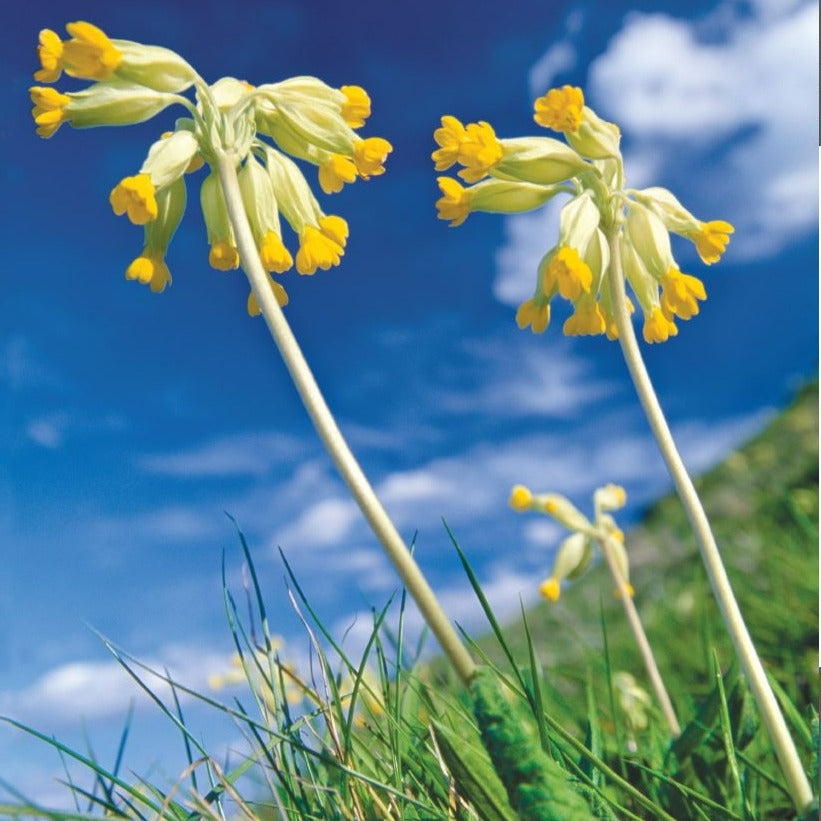 Cowslip (c) Laurie Campbell