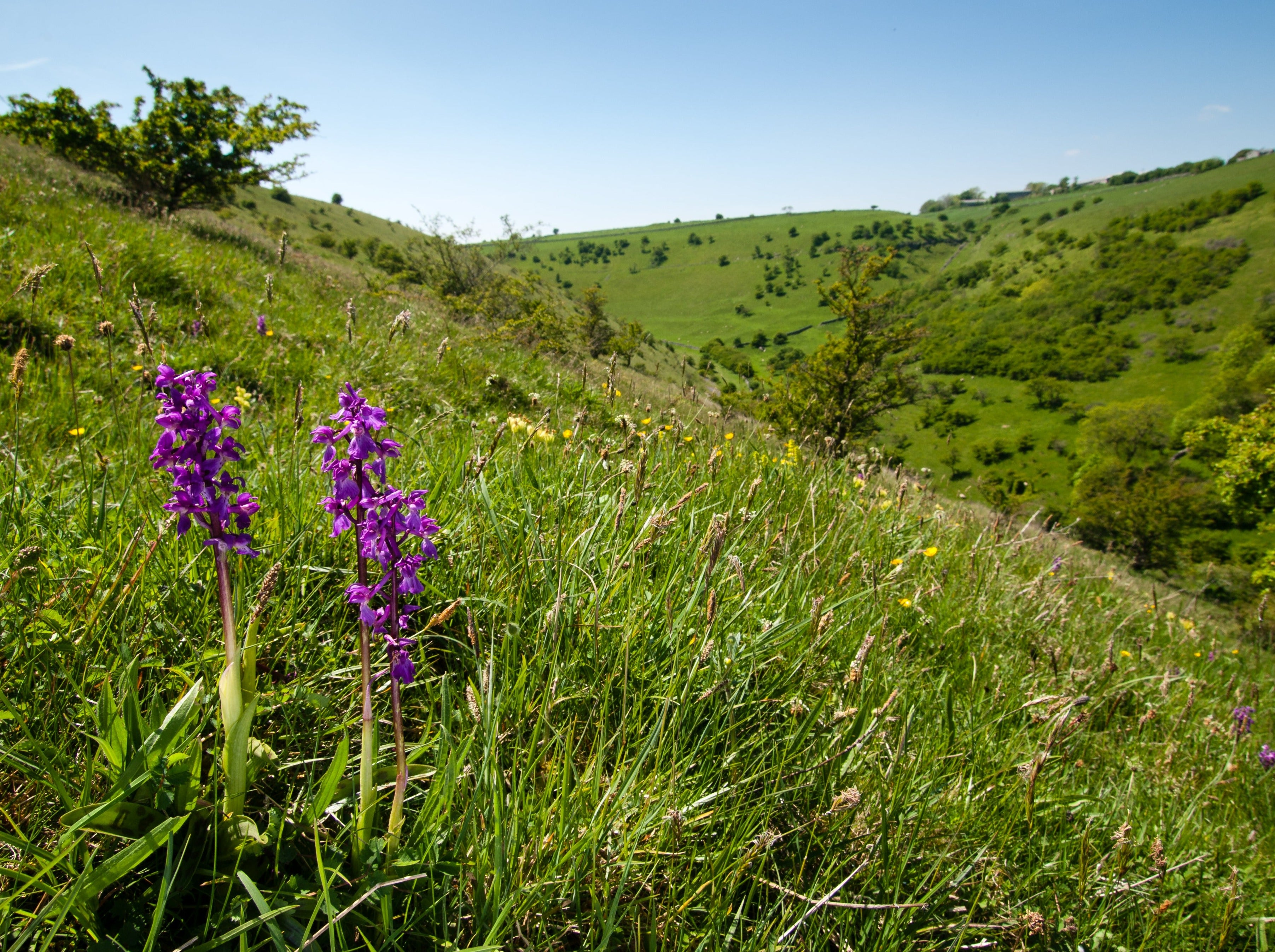 Green winged orchid at Deep Dale