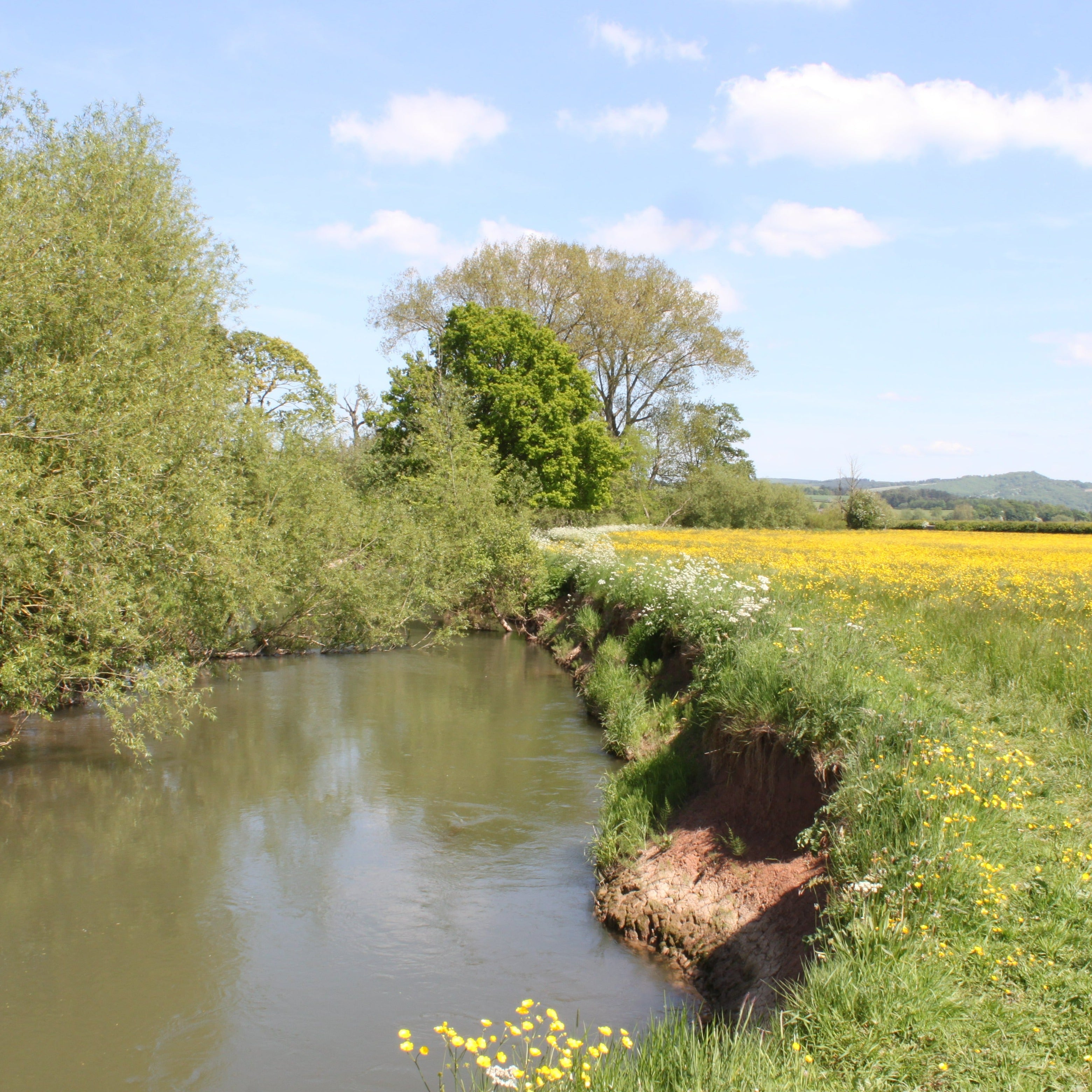 Adopt a Reserve: Lugg Meadow in Herefordshire