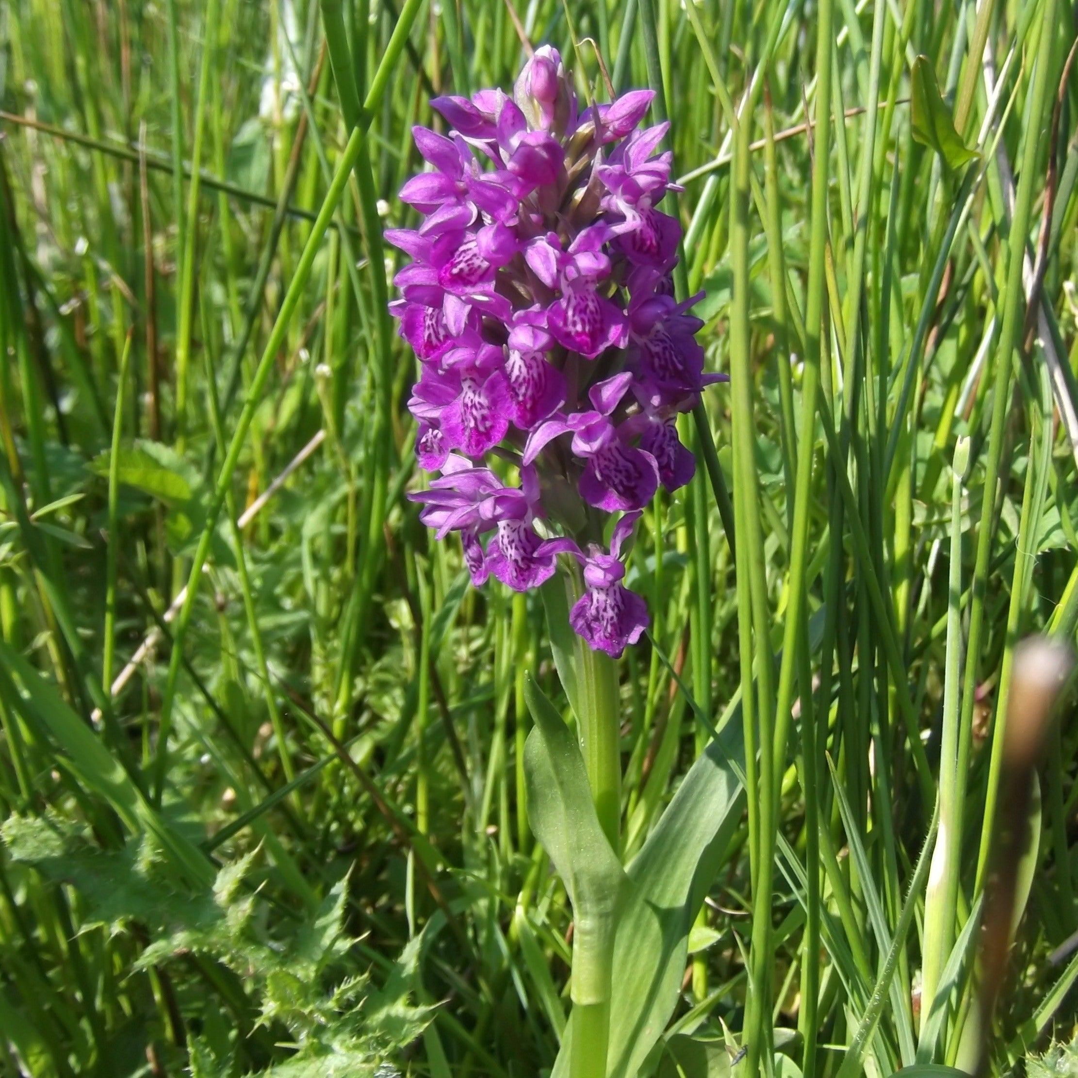Northern Marsh Orchid (c) Sue Harris