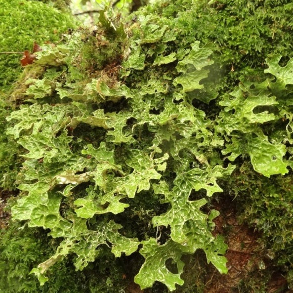 Tree Lungwort (c) Polly Phillpot/Plantlife