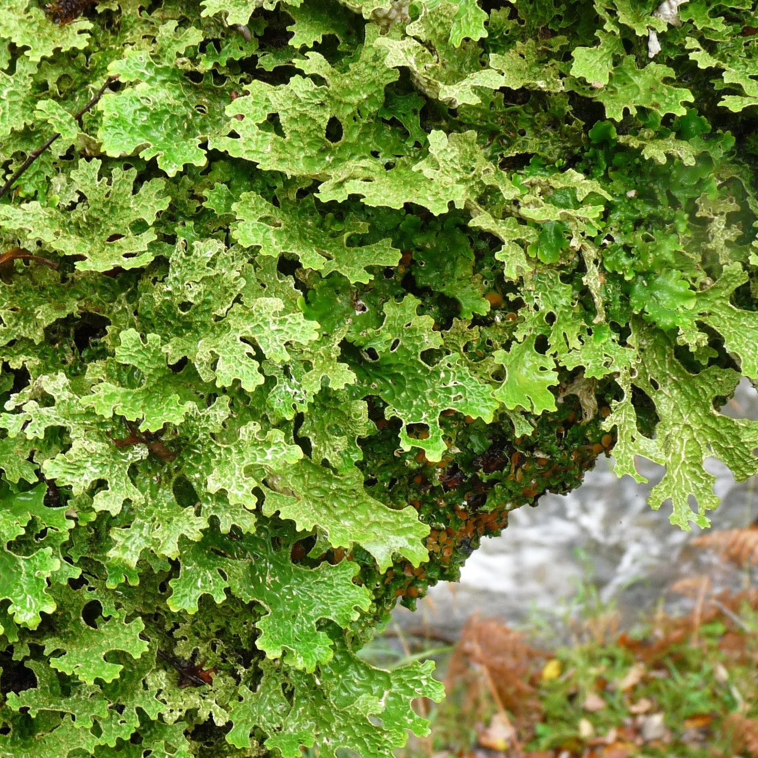 Adopt a lichen - Tree lungwort