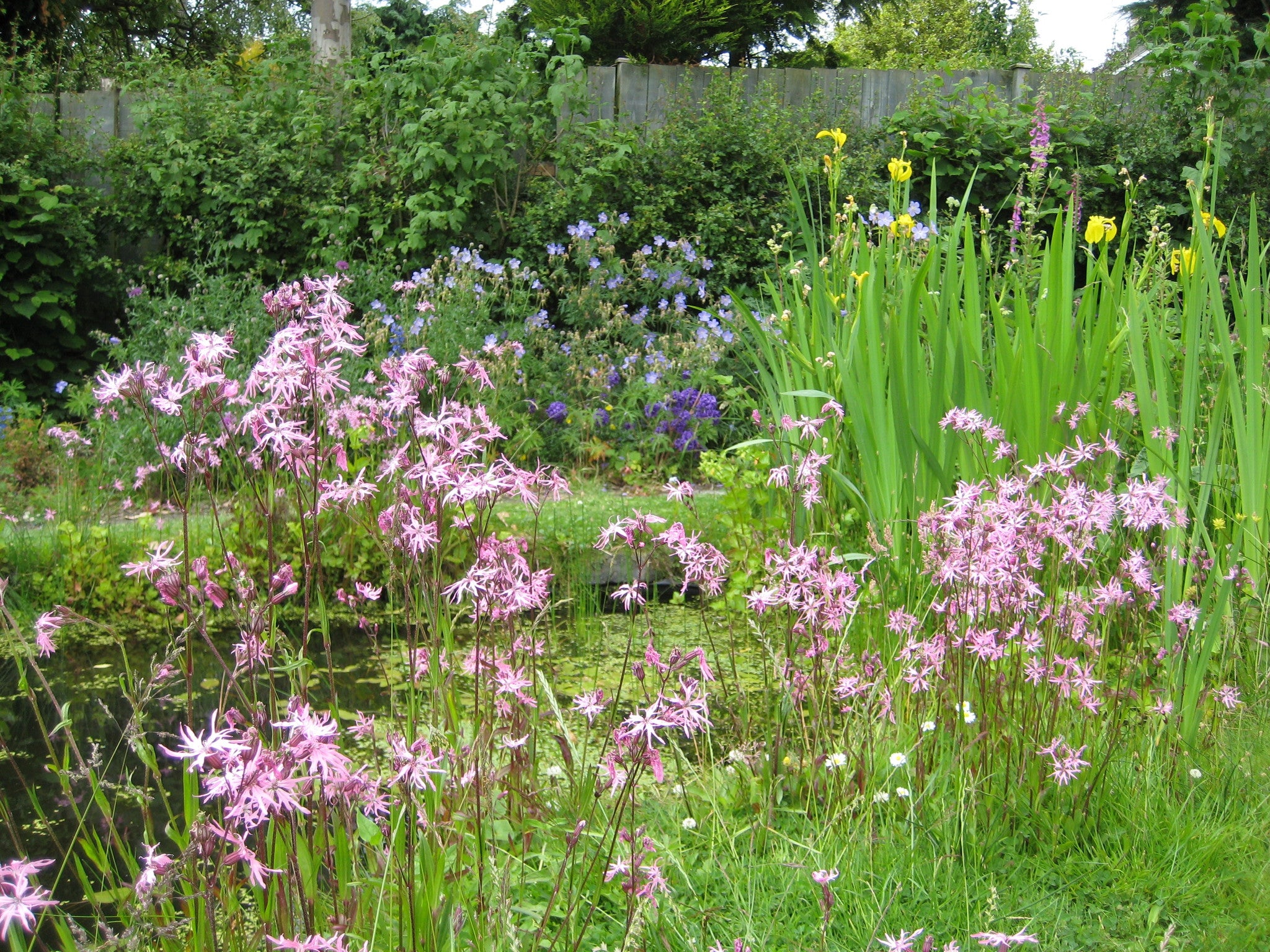 Pond plant shops near me top