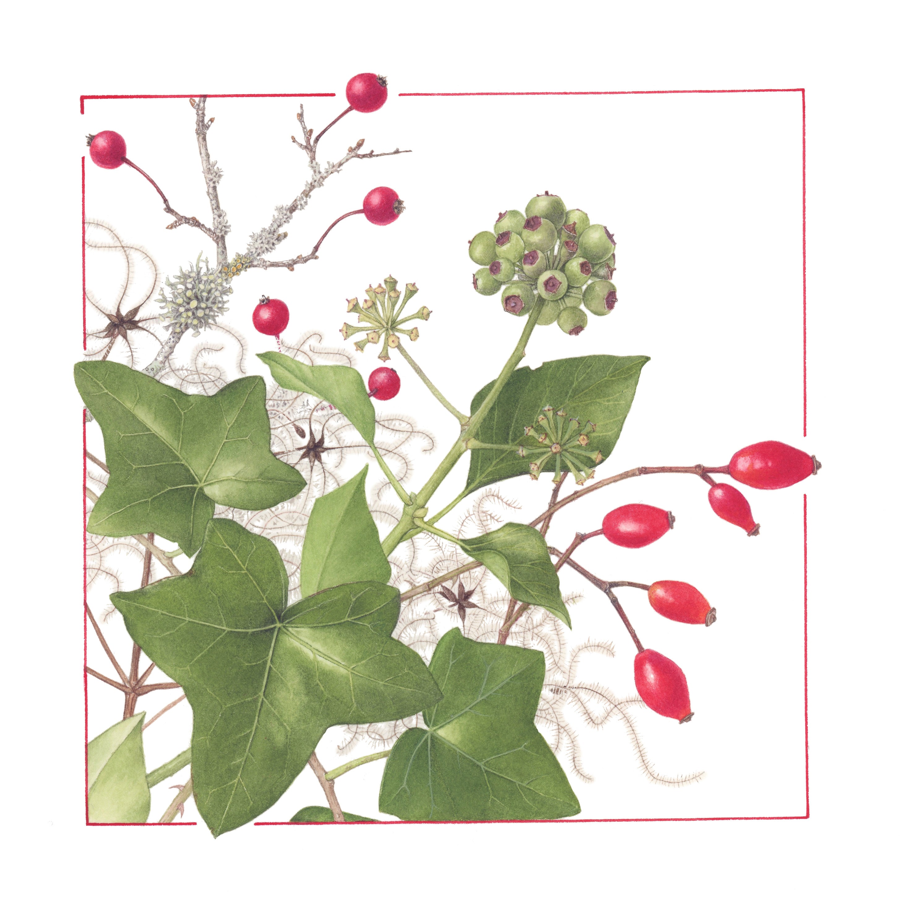 Christmas Cards: Winter Hedgerow & Winter Tree twin pack
