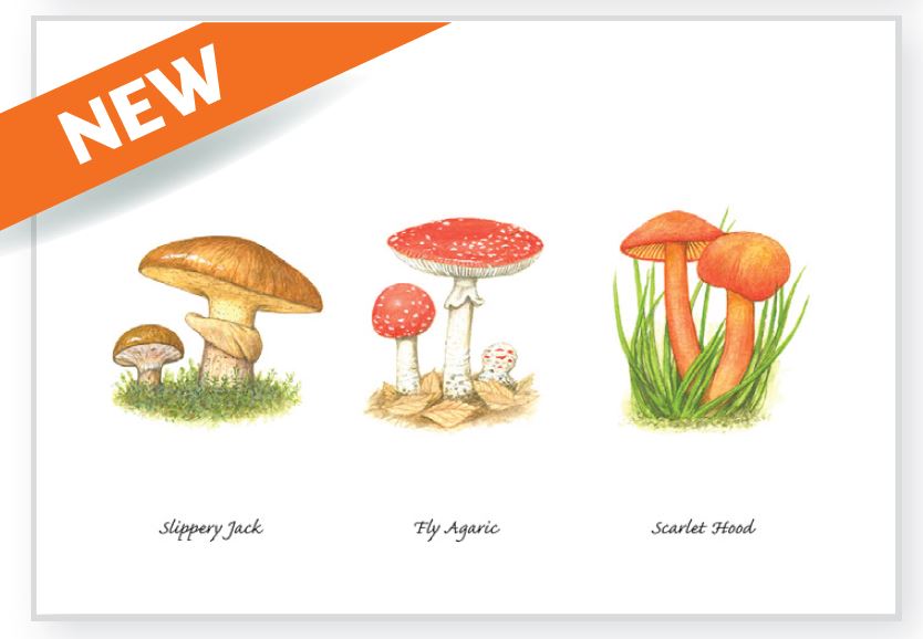 Wildflowers and Fungi Greeting Cards