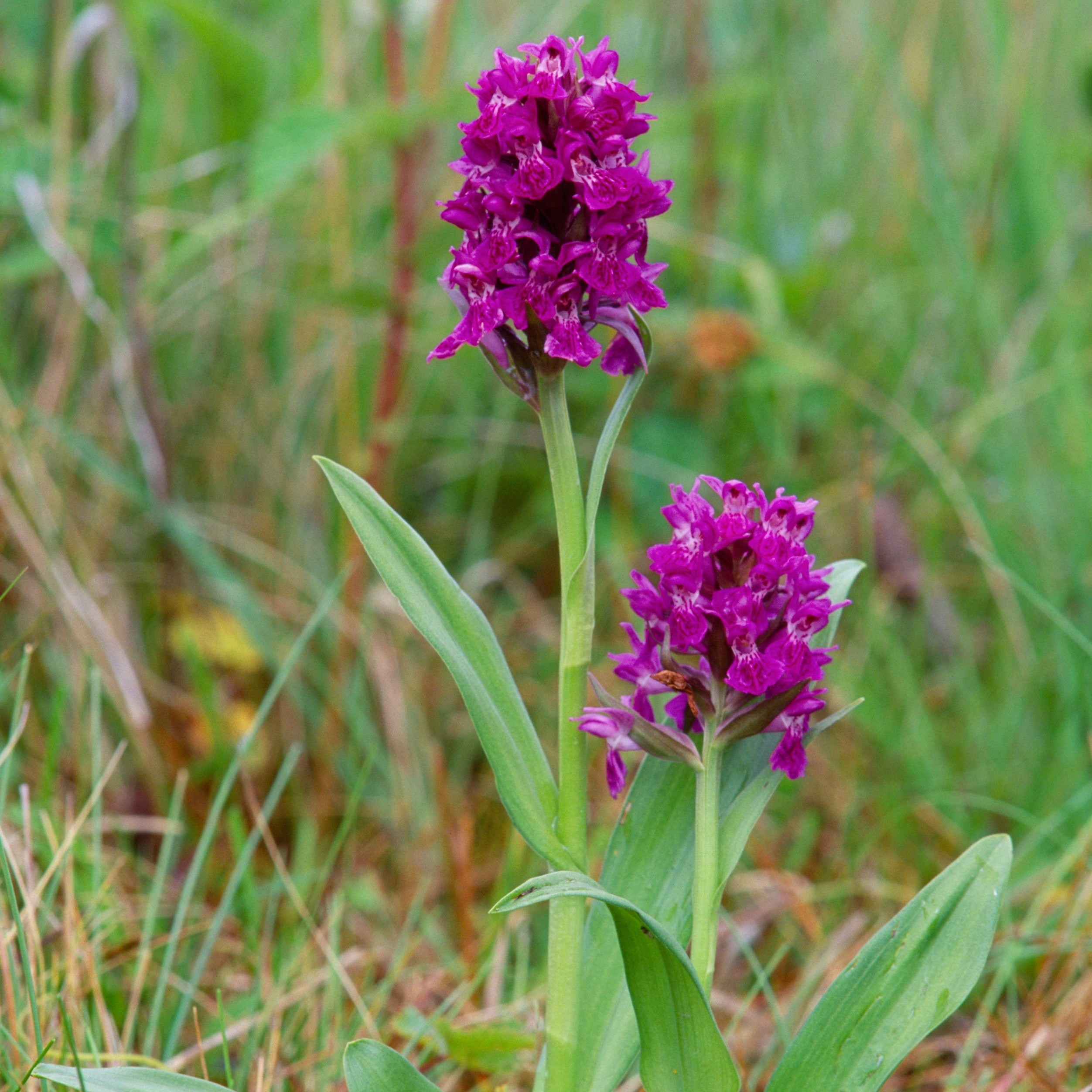 Northern marsh orchid (c) Laurie Campbell